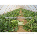 High Quality Chinese Radish Seeds For Growing